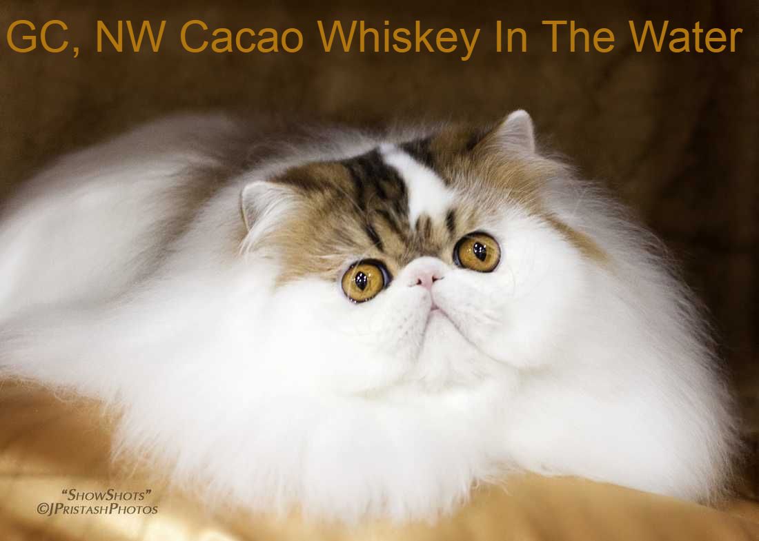 Cacao Cattery Persian American Shorthair Wirehair Cats Kittens Available In Dallas Fort Worth Area