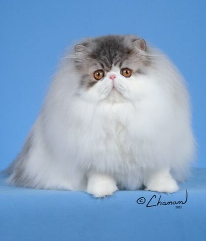 CACAO CATTERY - Persian, American Shorthair, Wirehair Cats & Kittens  Available in Dallas / Fort Worth Area